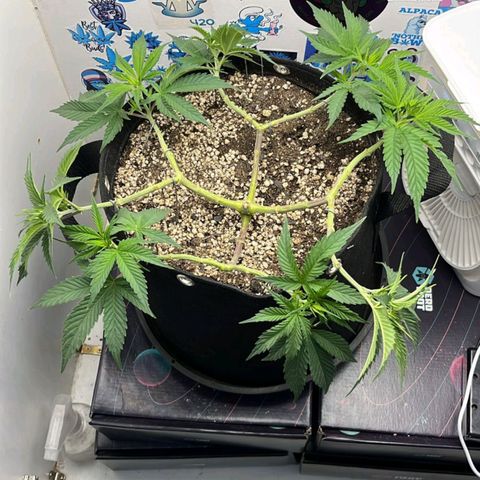Tropicana Punch growlog timeline photo