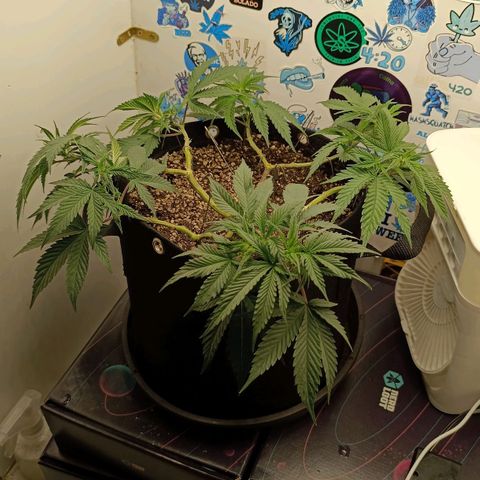 Tropicana Punch growlog timeline photo