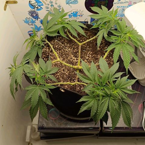 Tropicana Punch growlog timeline photo