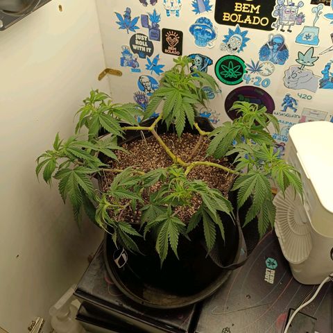 Tropicana Punch growlog timeline photo