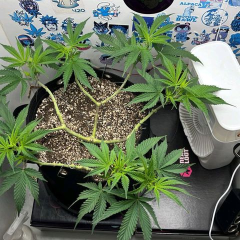 Tropicana Punch growlog timeline photo