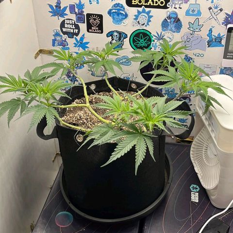 Tropicana Punch growlog timeline photo