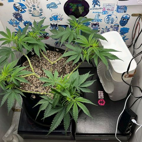 Tropicana Punch growlog timeline photo