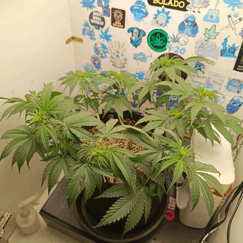 Tropicana Punch growlog timeline photo