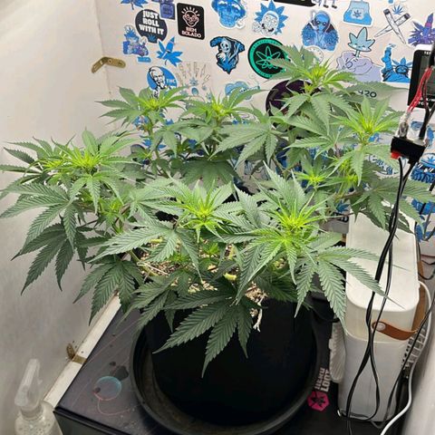 Tropicana Punch growlog timeline photo
