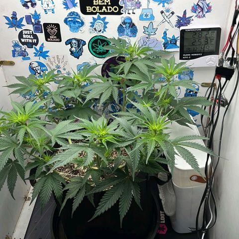 Tropicana Punch growlog timeline photo