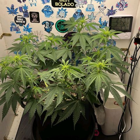 Tropicana Punch growlog timeline photo