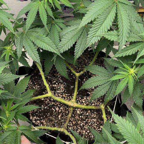 Tropicana Punch growlog timeline photo
