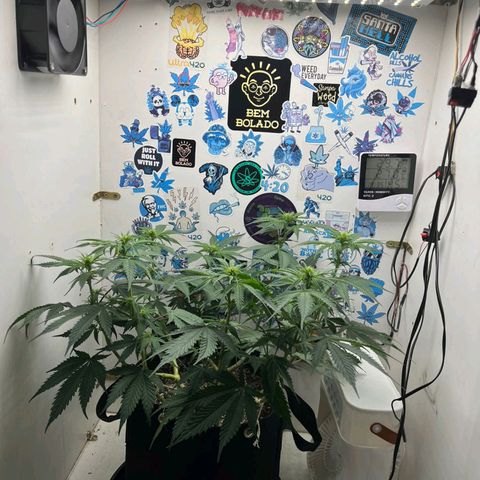 Tropicana Punch growlog timeline photo