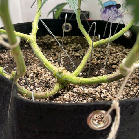 Tropicana Punch growlog timeline photo