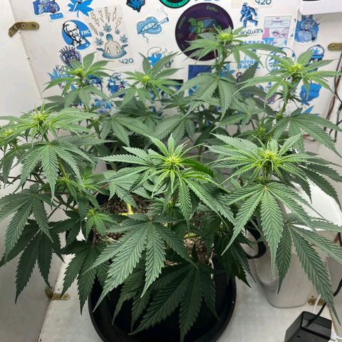 Tropicana Punch growlog timeline photo