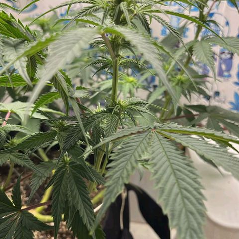 Tropicana Punch growlog timeline photo