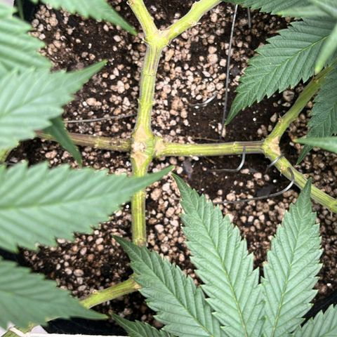Tropicana Punch growlog timeline photo