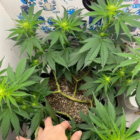 Tropicana Punch growlog timeline photo