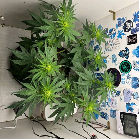 Tropicana Punch growlog timeline photo
