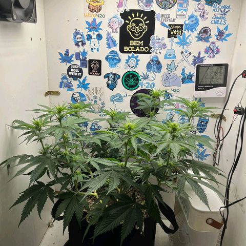 Tropicana Punch growlog timeline photo