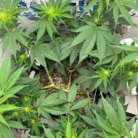 Tropicana Punch growlog timeline photo