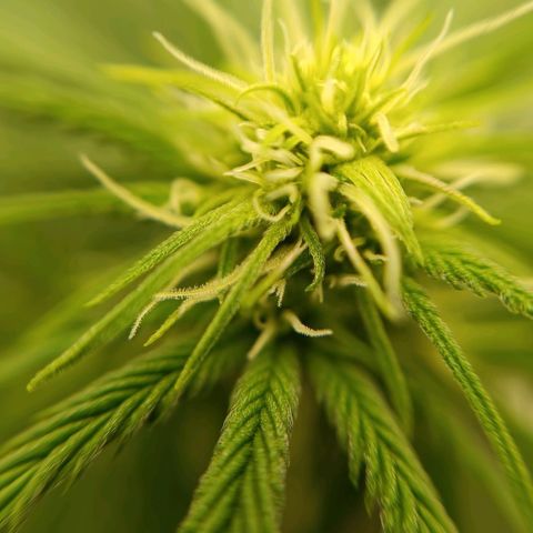 Tropicana Punch growlog timeline photo