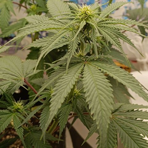 Tropicana Punch growlog timeline photo