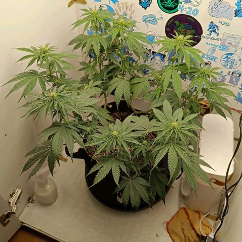 Tropicana Punch growlog timeline photo