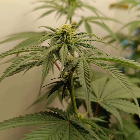 Tropicana Punch growlog timeline photo