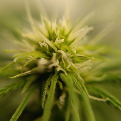 Tropicana Punch growlog timeline photo