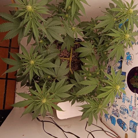 Tropicana Punch growlog timeline photo