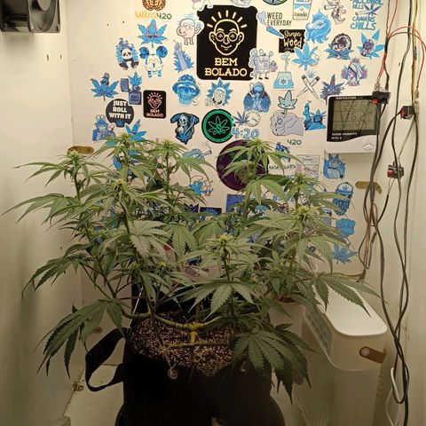 Tropicana Punch growlog timeline photo