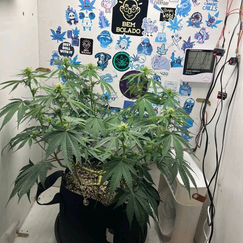 Tropicana Punch growlog timeline photo
