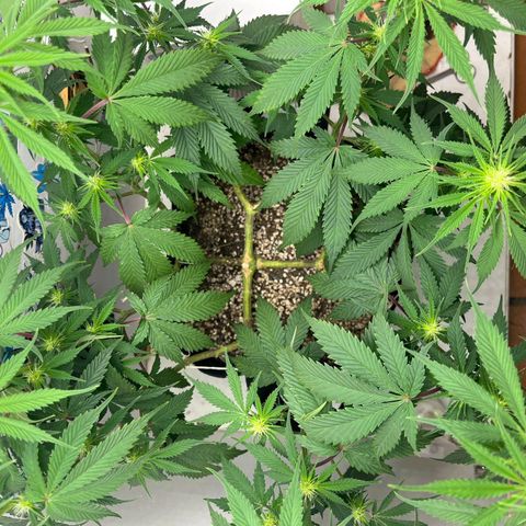 Tropicana Punch growlog timeline photo