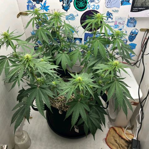 Tropicana Punch growlog timeline photo