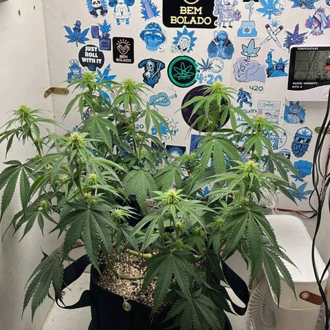 Tropicana Punch growlog timeline photo