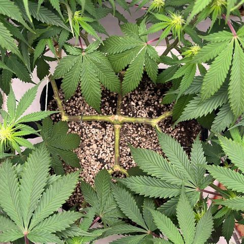 Tropicana Punch growlog timeline photo