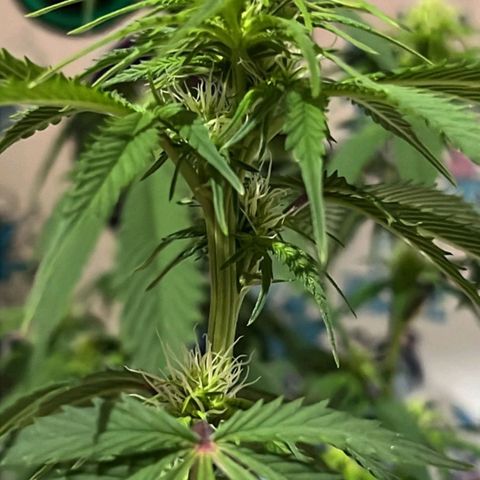 Tropicana Punch growlog timeline photo