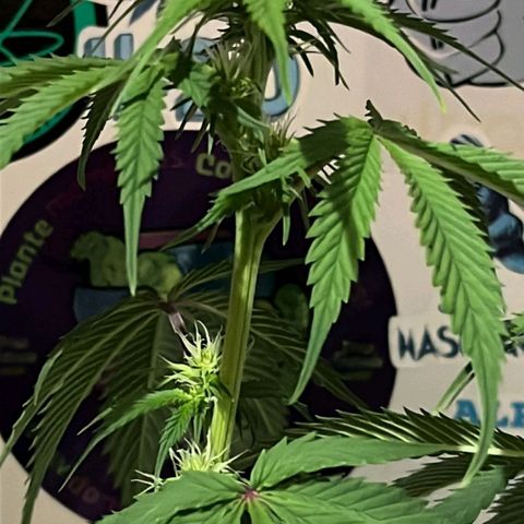 Tropicana Punch growlog timeline photo