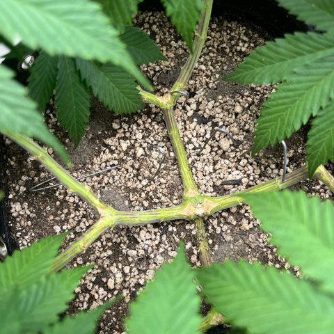 Tropicana Punch growlog timeline photo