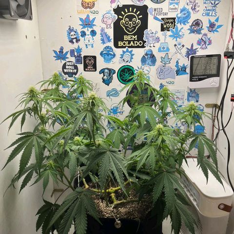 Tropicana Punch growlog timeline photo