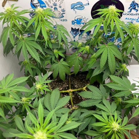 Tropicana Punch growlog timeline photo