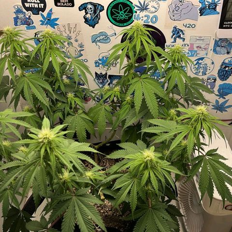 Tropicana Punch growlog timeline photo