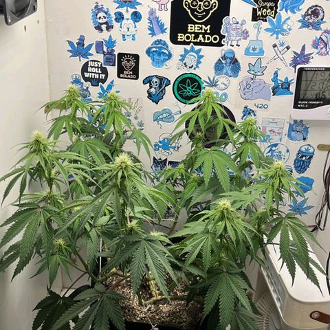 Tropicana Punch growlog timeline photo