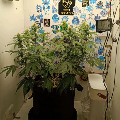 Tropicana Punch growlog timeline photo