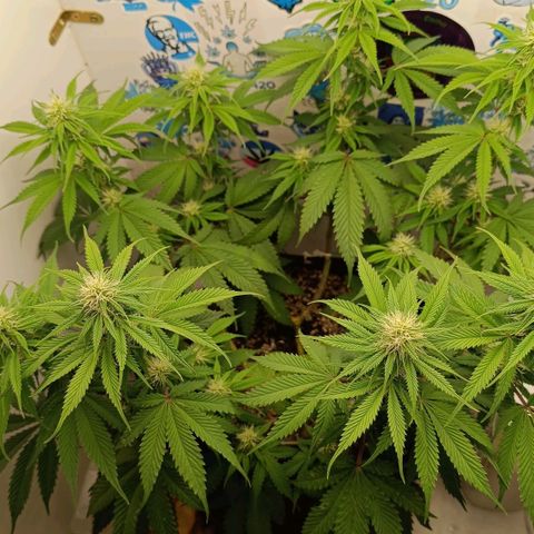 Tropicana Punch growlog timeline photo