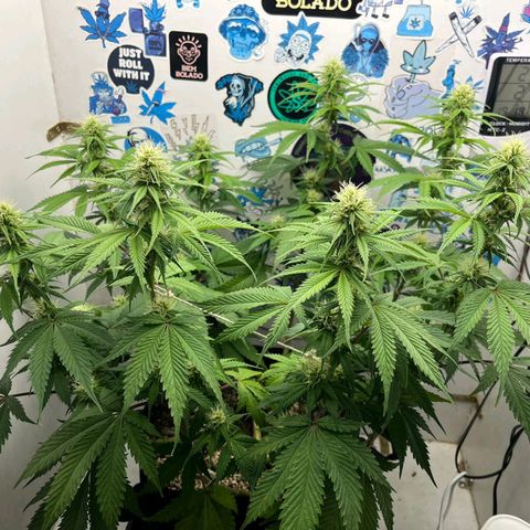 Tropicana Punch growlog timeline photo