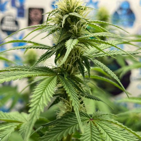 Tropicana Punch growlog timeline photo