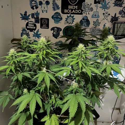 Tropicana Punch growlog timeline photo