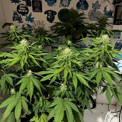 Tropicana Punch growlog timeline photo