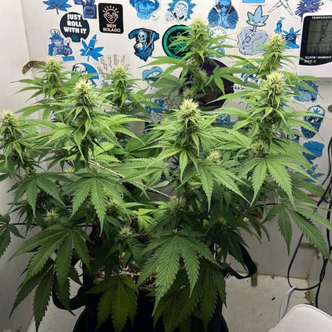 Tropicana Punch growlog timeline photo