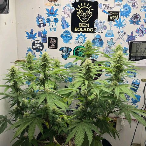 Tropicana Punch growlog timeline photo