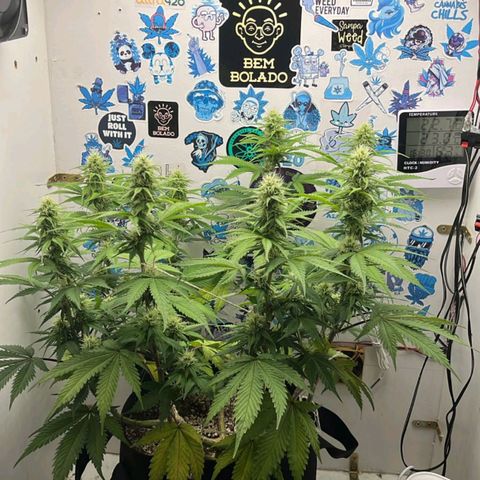 Tropicana Punch growlog timeline photo