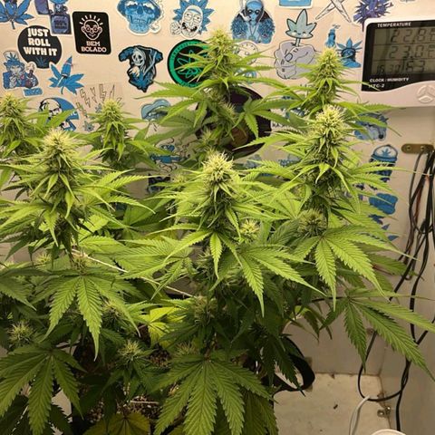 Tropicana Punch growlog timeline photo